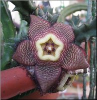Tromotriche  revoluta x surprise